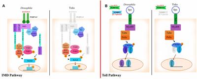 Tick Humoral Responses: Marching to the Beat of a Different Drummer